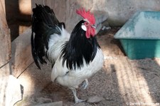 Lakenfelder Huhn (Gallus gallus f. domestica) im Wildgehege Weißhauswald in Trier