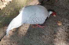 männlicher Silberfasan (Lophura nycthemera) im Wildgehege Weißhauswald in Trier