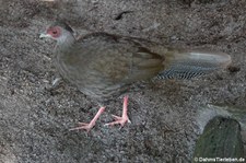 weiblicher Silberfasan (Lophura nycthemera) im Wildgehege Weißhauswald in Trier