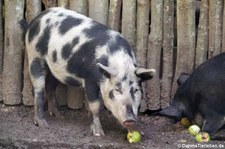 Mangalitza oder Wollschwein (Sus scrofa f. domestica) im Wildgehege Weißhauswald in Trier