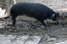 Mangalitza oder Wollschwein (Sus scrofa f. domestica) im Wildgehege Weißhauswald in Trier