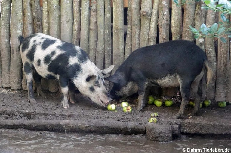 Mangalitza