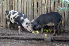 Mangalitza oder Wollschweine (Sus scrofa f. domestica) im Wildgehege Weißhauswald in Trier