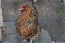 Orpington Henne (Gallus gallus f. domestica) im Wildgehege Weißhauswald in Trier