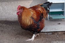 Orpington Hahn (Gallus gallus f. domestica) im Wildgehege Weißhauswald in Trier