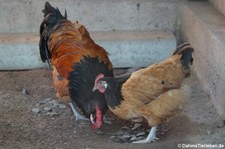 Vorwerkhühner (Gallus gallus f. domestica) im Wildgehege Weißhauswald in Trier