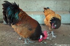 Vorwerkhühner (Gallus gallus f. domestica) im Wildgehege Weißhauswald in Trier