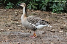 Schwanengans (Anser cygnoid) im Weltvogelpark Walsrode