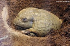 Gesprenkelter Grabfrosch (Pyxicephalus adspersus) im Tiergarten Schönbrunn