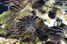 Gelbe Glasrose (Aiptasia diaphana) im Zoo Wuppertal