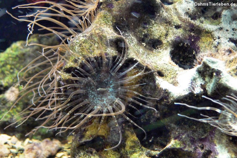 Aiptasia diaphana