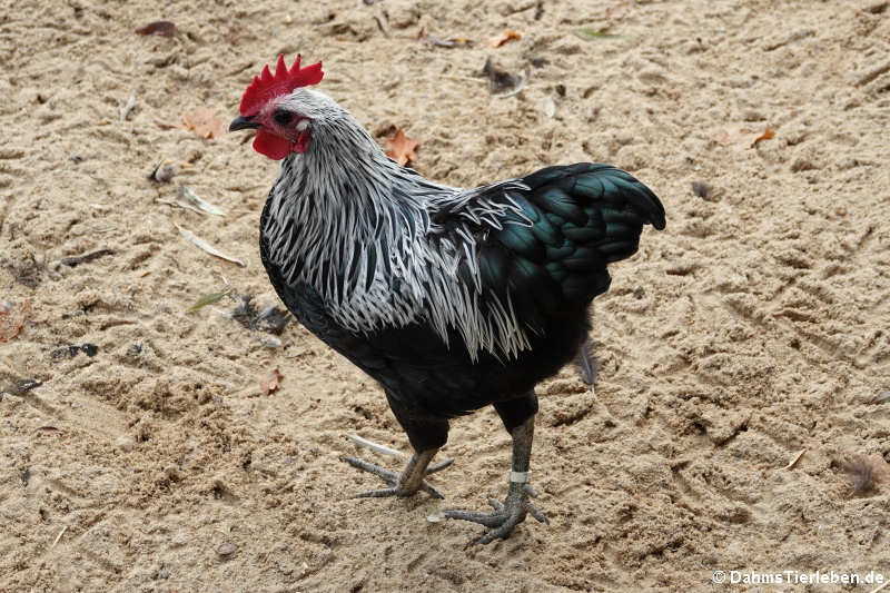 Deutsches Zwerg-Langschan (Gallus gallus f. domestica)