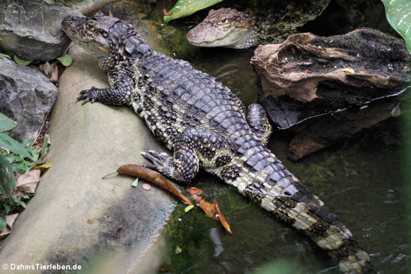 Breitschnauzen-Kaimane (Caiman latirostris)